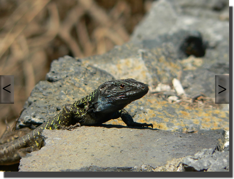 Gallotia galloti eisentrauti